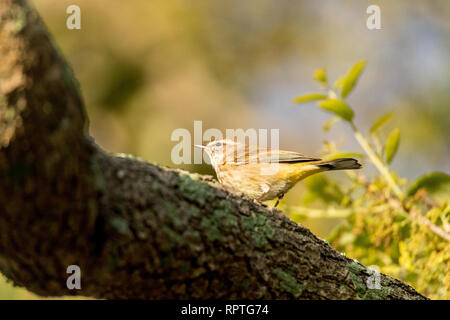 Pine Warbler Setophaga pinus perches in a tree in Naples, Florida Stock ...