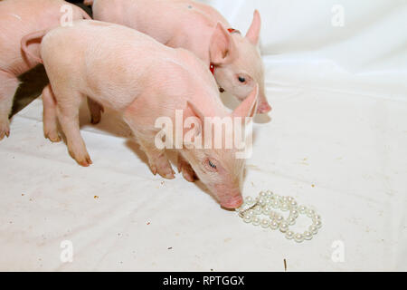pearls-before-swine-old-