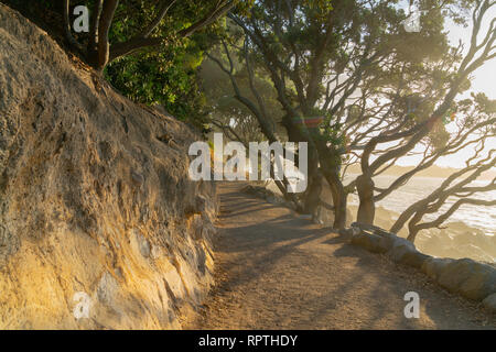 TAURANGA NEW ZEALAND-FEBRUARY 10 2019; Couple wandering base track around Mount Maunganui shaded from evening sun by arching pohutukawa trees. Stock Photo