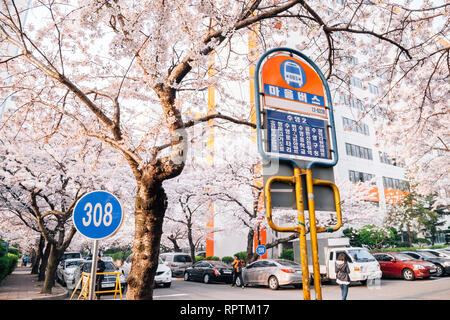 Busan, Korea - April 2, 2016 : Namcheon-dong cherry blossoms road Stock Photo