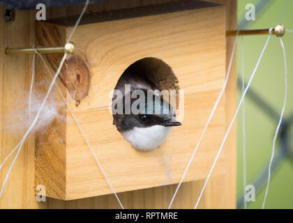 A tree swallow (Tachycineta bicolor) with its head poking out of its nestbox in Beaumont, Alberta, Canada. Stock Photo