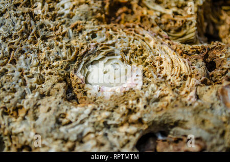 Roses shell carvings on stone. Stock Photo