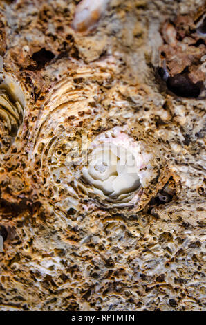 Roses shell carvings on stone. Stock Photo