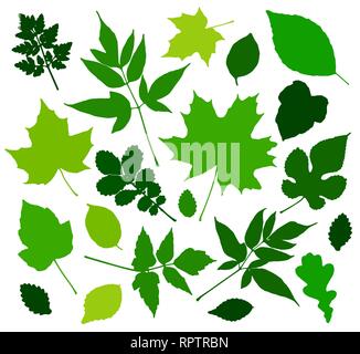 Green leaves set isolated on white background. Vector illustration Stock Vector