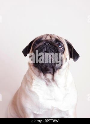 Dog pug close-up with sad brown eyes looks up. Portrait on a white background Stock Photo
