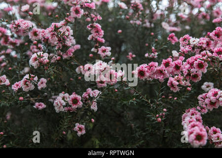 New Zealand Tea Tree (Leptospermum Scoparium) AKA Coral Candy Stock Photo