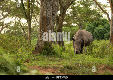 A White Rhinoceros (Ceratotherium simum) grazing in amongst the trees at Ziwa Rhino Sanctuary in Uganda Stock Photo