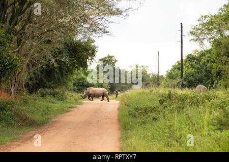 A female White Rhinoceros (Ceratotherium simum) crossing the dirt road with her calf at Ziwa Rhino Sanctuary in Uganda Stock Photo