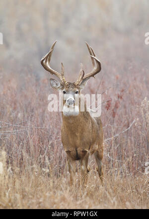 Whitetail Deer - a trophy class buck in a natural meadow in the midwest during hunting season Stock Photo