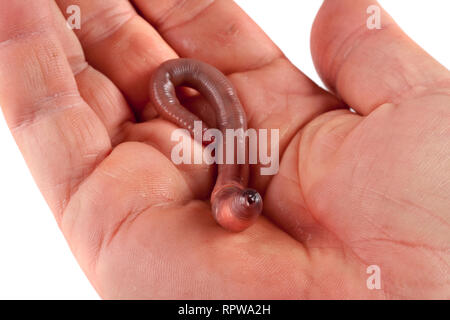 Earthworm in hand isolated on white background Stock Photo