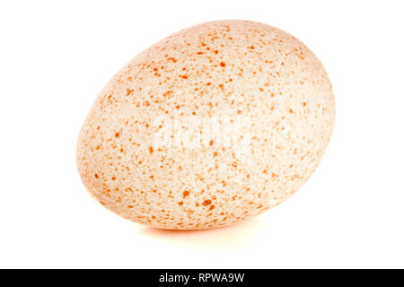 One turkey egg isolated on white background close-up Stock Photo