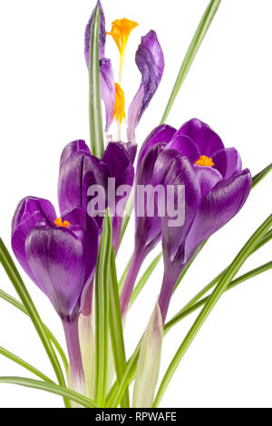 Crocus flowers isolated on white background closeup Stock Photo