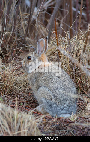 Nuttall’s Cottontail (Sylvilagus nuttallii) in winter habitat Stock ...