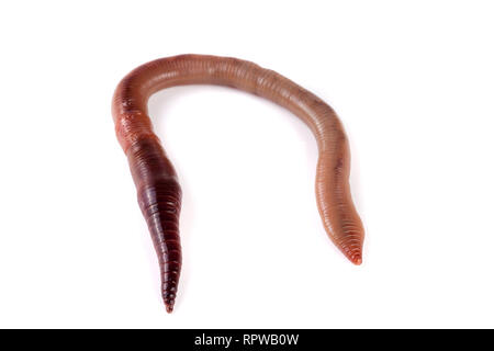 one earthworms isolated on white background Stock Photo