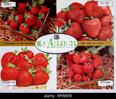 . Allen's 83rd book of berries. Nurseries (Horticulture) Maryland Salisbury Catalogs; Nursery stock Maryland Salisbury Catalogs; Strawberries Maryland Salisbury Catalogs. . Please note that these images are extracted from scanned page images that may have been digitally enhanced for readability - coloration and appearance of these illustrations may not perfectly resemble the original work.. Allen Co. (Salisbury, Md. ); Henry G. Gilbert Nursery and Seed Trade Catalog Collection. Salisbury, Md. : W. F. Allen Co.