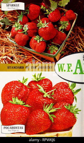 . Allen's 83rd book of berries. Nurseries (Horticulture) Maryland Salisbury Catalogs; Nursery stock Maryland Salisbury Catalogs; Strawberries Maryland Salisbury Catalogs. . Please note that these images are extracted from scanned page images that may have been digitally enhanced for readability - coloration and appearance of these illustrations may not perfectly resemble the original work.. Allen Co. (Salisbury, Md. ); Henry G. Gilbert Nursery and Seed Trade Catalog Collection. Salisbury, Md. : W. F. Allen Co.