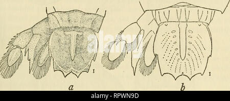 . Allan Hancock Pacific expeditions. [Reports]. Scientific expeditions. NO. 4 schmitt: stomatopods 151 Distribution: Atlantic coast of Patagonia at Gulf of St. George; Cape Horn (Milne-Edwards); coast of Chile, as far north as Valparaiso (Milne-Edwards, Nicolet, Bigelow, Rathbun) ; New Zealand (Kirk, Chilton) ; New South Wales (Whitelegge) ; [German] S.W. Africa (Balss); and off Cape Point Lighthouse, South Africa (Stebbing); from depths of 45 to 122 fathoms. Squilla gracilipes Miers Squilla gracilipes Miers, Proc. Zool. Soc, 1881, p. 75, pi. 7, fig. 8, 1881. Kemp, Mem. Indian Mus., Vol. 4, No Stock Photo