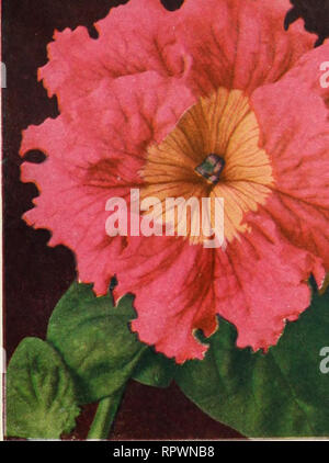 . All America rose selections winner : mission bells. Nurseries (Horticulture) Catalogs; Flowers Seeds Catalogs; Roses Catalogs; Plants, Ornamental Catalogs. PETUNIA GIANTS OF CALIFORNIA. Please note that these images are extracted from scanned page images that may have been digitally enhanced for readability - coloration and appearance of these illustrations may not perfectly resemble the original work.. Germain Seed and Plant Company; Henry G. Gilbert Nursery and Seed Trade Catalog Collection. Los Angeles, Calif. : Germain