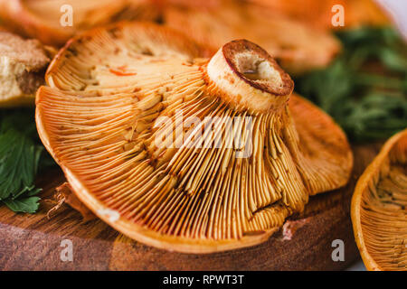 Raw wild Saffron milk cap mushrooms, Rovellons, Niscalos mushroom Stock Photo