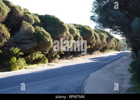 Somewhere in the a small town in Australia with wind driven bushes Stock Photo