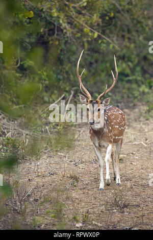Chital, Axis, or Spotted Deer (Axis axis). Adult male, or buck, or stag. Walking towards cover. Head, Antlers. Corbett National Park, Northern India. Stock Photo