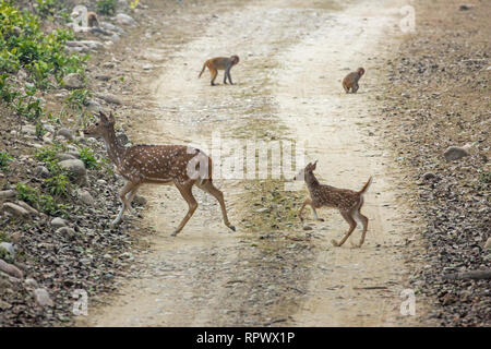 Chital Deer, doe and fawn (Axis axis), and Rhesus Macaque and juvenile  (Macaca), crossing safari vehicle track at the same time, but going in opposite directions Stock Photo