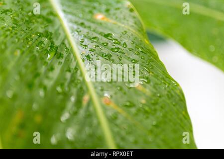Bright green and beautiful palm leaf with raindrops or droplets of rain on the leaf after a tropical storm. Stock Photo