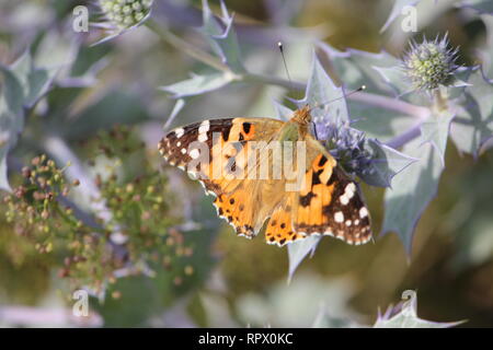 Painted Lady (Vanessa cardui) visiting the lilac flowers of a Sea Holly (Eryngium maritimum) on the island of Wangerooge, Germany Stock Photo