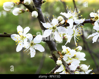 Wild cherry blossoms, UK Stock Photo