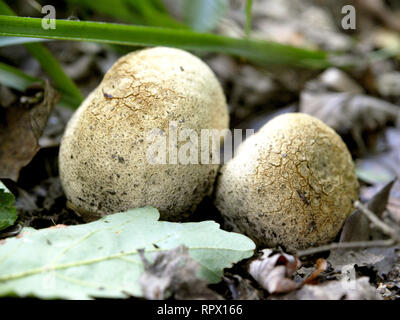 Scleroderma citrinum, Common Earthball, fungi, UK Stock Photo