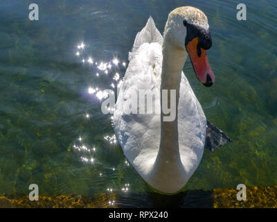 White swan swimming in crystal clear lake water close up Stock Photo