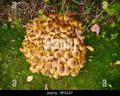Puffballs hi-res stock photography and images - Alamy
