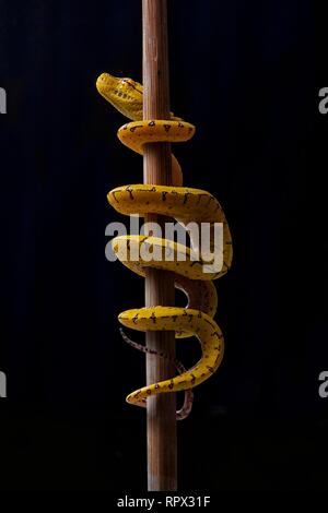 Juvenile green tree python wrapped around a branch, West Kalimantan, Pontianak, Borneo, Indonesia Stock Photo