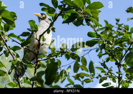 Noisy Miner bird (Manorina melanocephala) in a tree, Australia Stock Photo