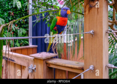 Colchester, Essex,  Uk - July 27, 2018: Close up of single rainbow lorikeet parot perched on a steel cable. Stock Photo