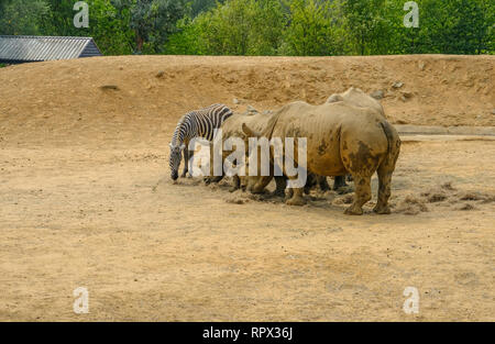 Colchester, Essex,  Uk - July 27, 2018: Three rhinoceros and single zebra grazing in compound. Stock Photo