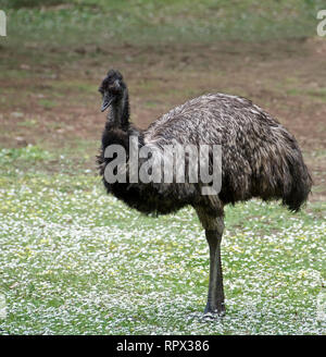 Portrait of an Emu (Dromaius novaenetherlandsiae), Australia Stock Photo