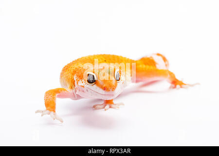 Portrait of a Leopard Gecko, Indonesia Stock Photo