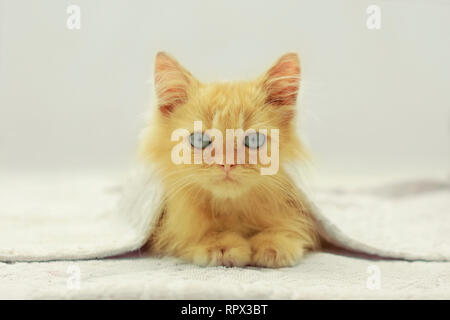 Portrait of a kitten lying under a blanket Stock Photo