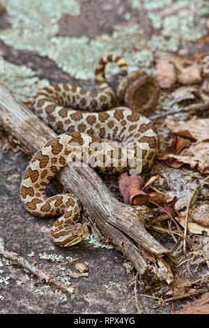zoology / animals, reptile (reptilia), Eastern Massasauga Rattlesnake (Sistrurus catenatus) in Killbea, Additional-Rights-Clearance-Info-Not-Available Stock Photo