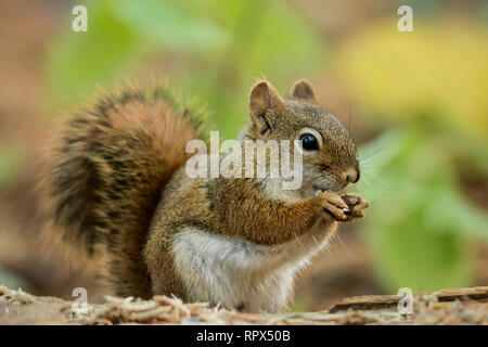 zoology / animals, mammal / mammalian (mammalia), Red Squirrel (Tamiasciurus hudsonicus) in Algonquin , Additional-Rights-Clearance-Info-Not-Available Stock Photo
