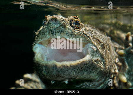 zoology / animals, reptile (reptilia), Common Snapping Turtle (Chelydra serpentina) beneath the water , Additional-Rights-Clearance-Info-Not-Available Stock Photo
