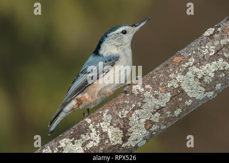 zoology / animals, avian / bird (aves), White-breasted Nuthatch (Sitta carolinensis ) in winter near T, Additional-Rights-Clearance-Info-Not-Available Stock Photo