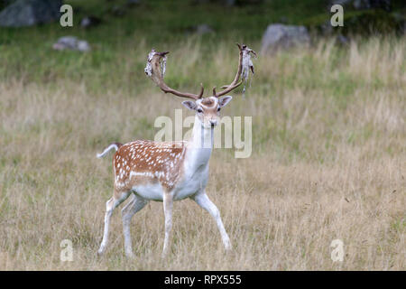 zoology / animals, mammal / mammalian, fallow deer, in the Hjorthagen game preserve, Mariefred, Söderm, Additional-Rights-Clearance-Info-Not-Available Stock Photo
