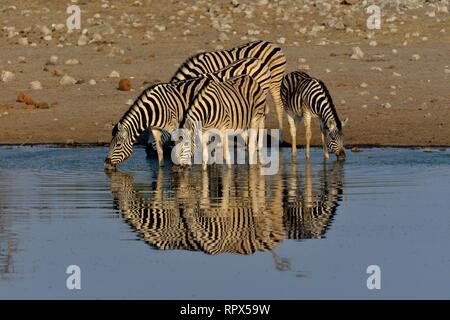 zoology, mammal (mammalia), plains zebra (Equus quagga) on the waterhole Chudop, Etosha National Park,, Additional-Rights-Clearance-Info-Not-Available Stock Photo