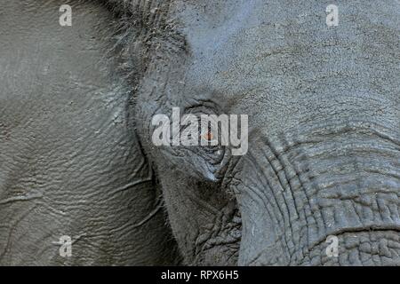 zoology, mammal (mammalia), head of an elephant (Loxodonta africana), Hwange National Park, Matabelela, Additional-Rights-Clearance-Info-Not-Available Stock Photo