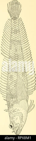. Allan Hancock Pacific expeditions. [Reports]. Scientific expeditions. . Please note that these images are extracted from scanned page images that may have been digitally enhanced for readability - coloration and appearance of these illustrations may not perfectly resemble the original work.. Allan Hancock Foundation. Los Angeles, University of Southern California Press Stock Photo
