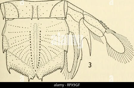 . Allan Hancock Atlantic expedition. Scientific expeditions -- Atlantic ...