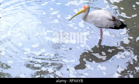 Yellow billed stork foraging in tropical pond