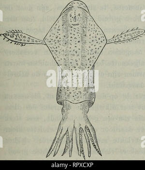 Drank Mantsjoerije Surrey Album der Natuur. DE DEENSCHE ZEEMONNIK. 183 (Mollusca cephalopoda), dat  zijn weekdieren, die aan den kop, rondom de mondopening, van een zeker  aantal vangarmen zijn voorzien. De gewone inktvisschen (fig. 2)